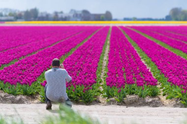 Espel, Hollanda - 17 Nisan 2017: Fotoğraflar güzel bir çiçek açan lale alan alan bilinmeyen insanlar
