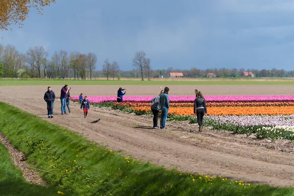 Espel 2017年4月17日 在一个农业荷兰风景盛开的郁金香领域未知的游客 — 图库照片