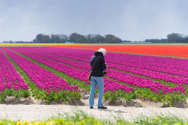 Espel Niederlande April 2017 Unbekannte Fotografieren Ein Wunderschön Blühendes Tulpenfeld — Stockfoto