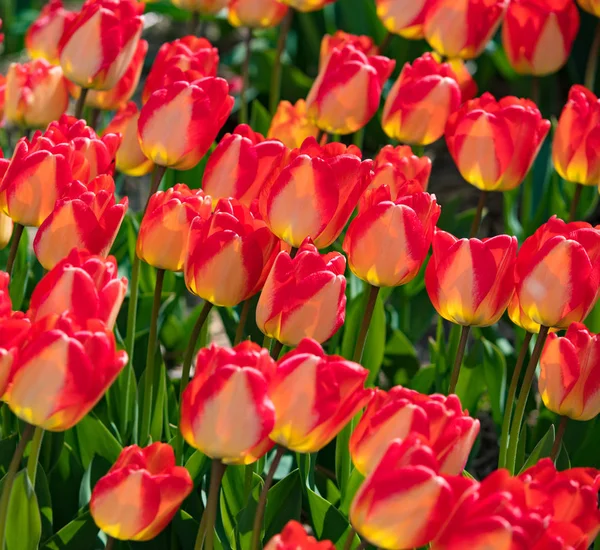 Closeup Beautiful Blooming Dutch Tulips — Stock Photo, Image