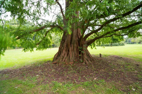 Lägre Trädstam Ett Mammutträd Sequoiadendron Giganteum Största Träden Världen — Stockfoto