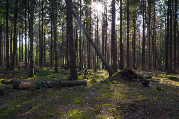 Forest Some Fallen Trees Sun Shining — Stock Photo, Image