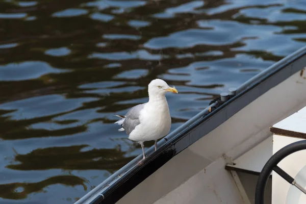 Única Gaivota Barco Nos Canais Amsterdam — Fotografia de Stock