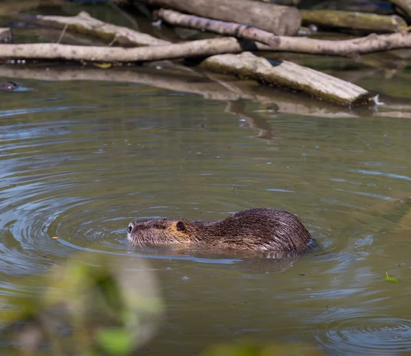 Swimming Beaver German Zoo — Stock Photo, Image