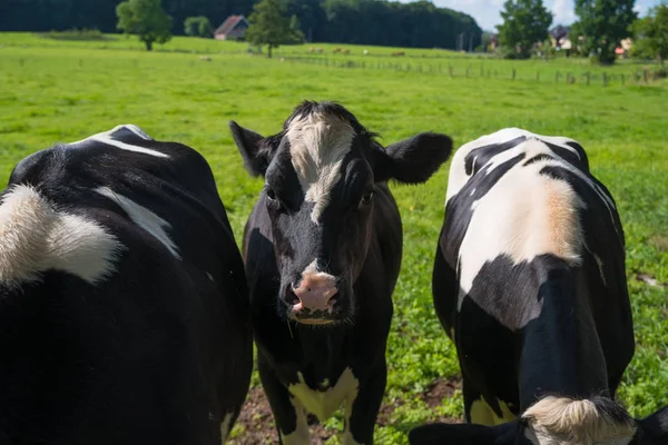 Zwart Wit Friese Koeien Een Weide — Stockfoto