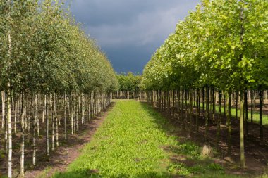 rows of young trees in a tree farm clipart