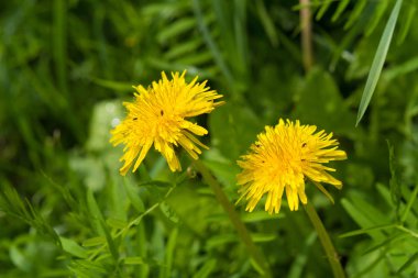 tarlada karahindiba güzel çiçek açan çift çiçekler