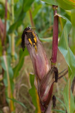 Mısır bir alanda tek olgun Mısır