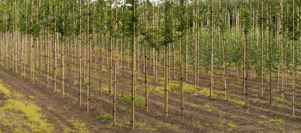 Fileiras Árvores Jovens Uma Fazenda Árvores — Fotografia de Stock