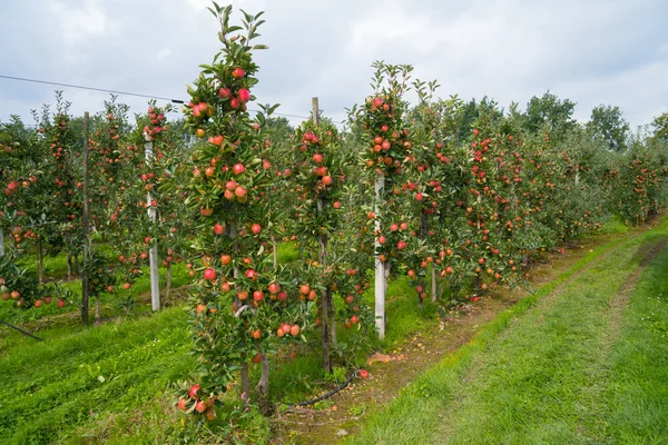 Alberi Con Mele Rosse Mature Frutteto Olandese — Foto Stock