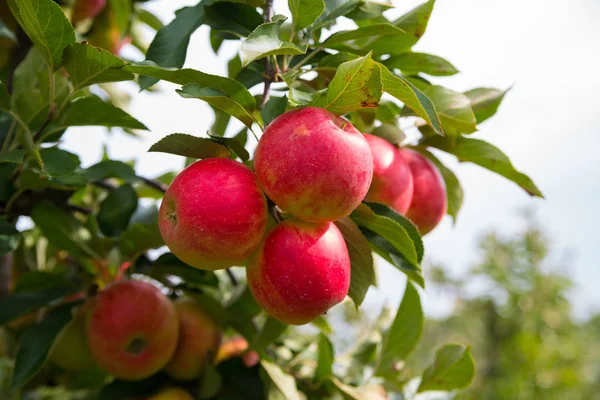 Nahaufnahme Von Reifen Roten Elstar Äpfeln Einem Holländischen Obstgarten — Stockfoto