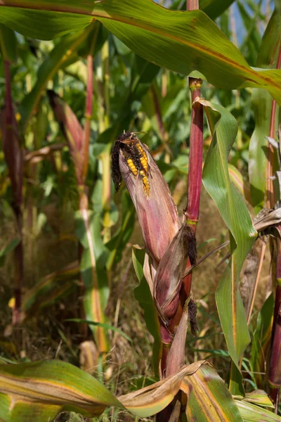 Mısır bir alanda tek olgun Mısır