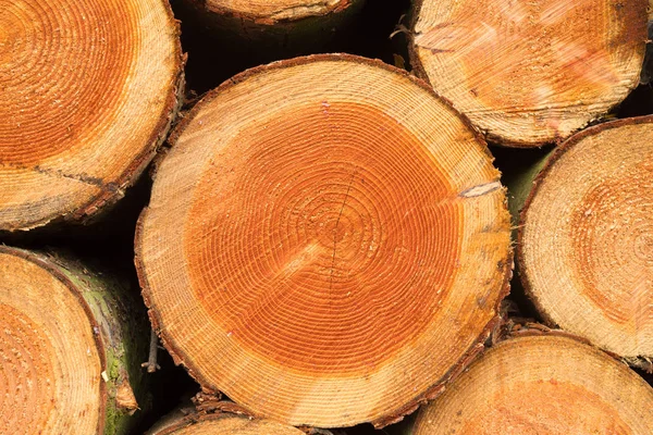 Hollanda 'da odun kesme