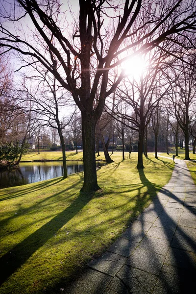 Árvores retroiluminadas em um parque — Fotografia de Stock