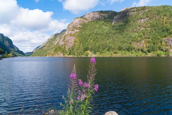 Norwegian fjord in summer — Stock Photo, Image