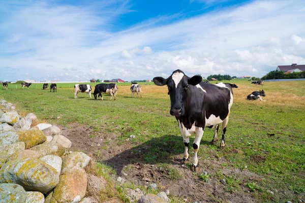 Prado con vacas — Foto de Stock