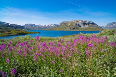 mor fireweed çiçekler 