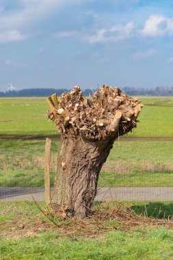 pollard söğüt yakın çekim