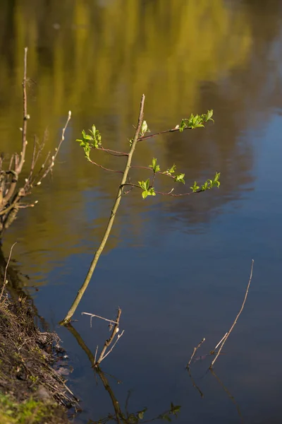 Branch with sprouts — Stock Photo, Image