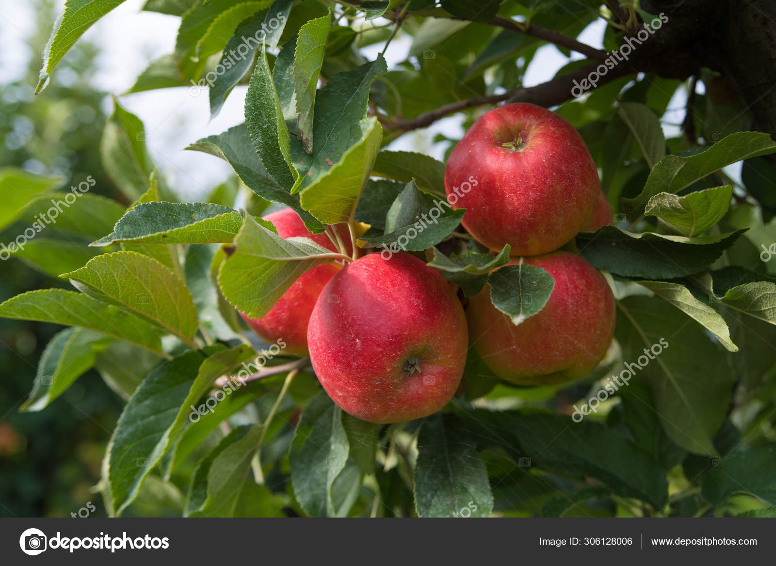 apples in orchard Stock ©hansenn 306128006