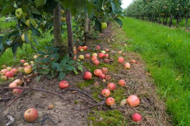 Çürük elmalar yerde.