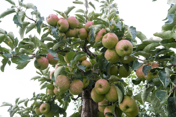 Manzanas maduras en un árbol — Foto de Stock