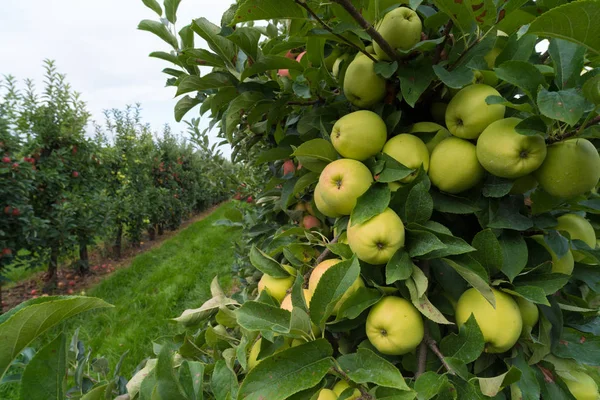 Apple orchard — Stock Photo, Image