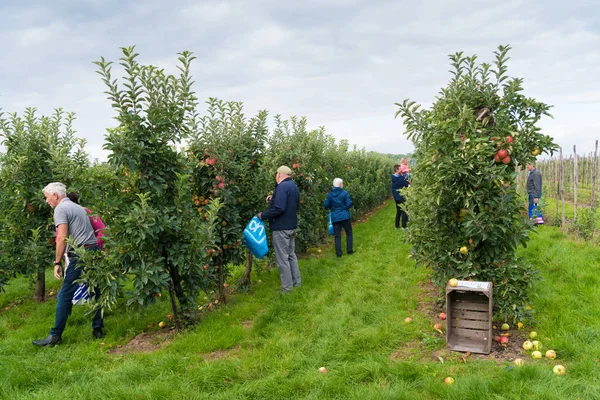 People picking apples — Stock Photo, Image