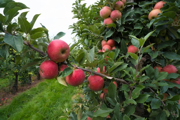 Äpfel in einem Obstgarten — Stockfoto