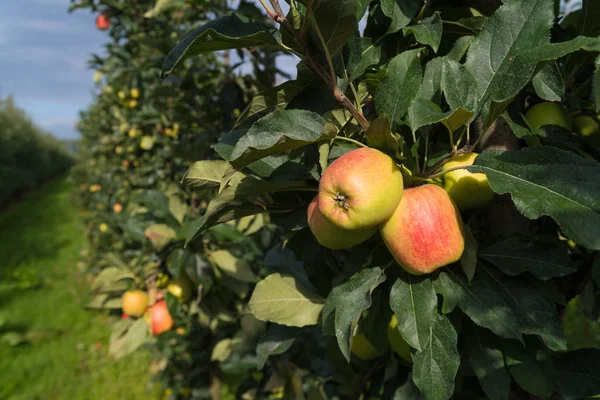 Manzanas elstar en un huerto Imágenes de stock libres de derechos