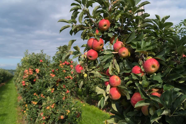 Manzanas elstar en un huerto Imagen de stock