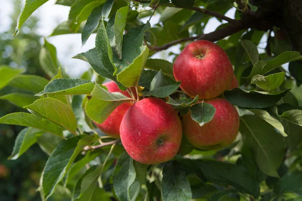 Manzanas elstar en un huerto Fotos de stock libres de derechos