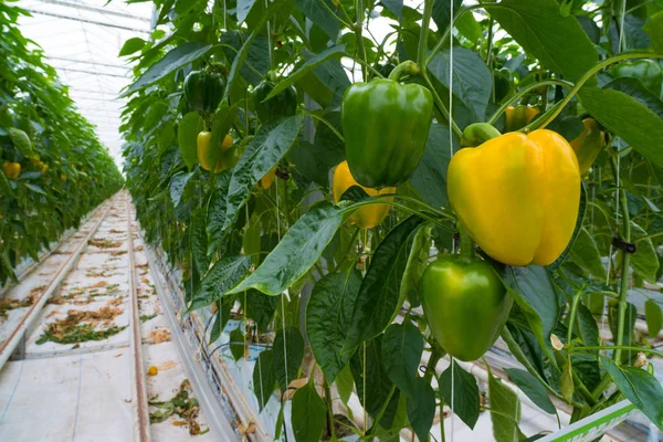 Paprika i ett växthus — Stockfoto