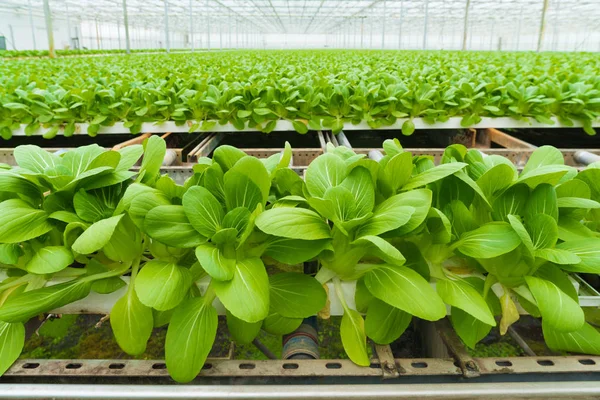 Verdure in una serra — Foto Stock