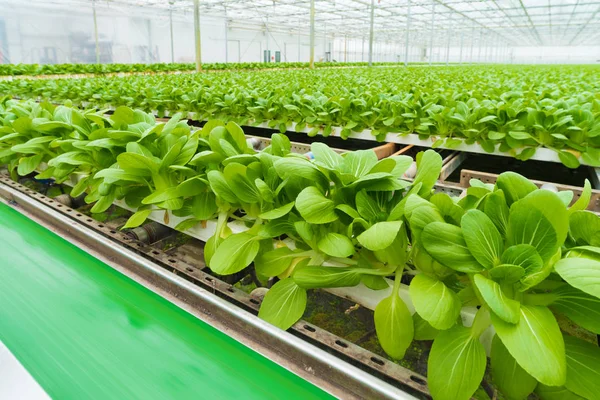 Grönsaker i ett växthus — Stockfoto