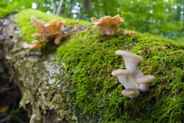 Ağaç gövdesindeki mantarlar