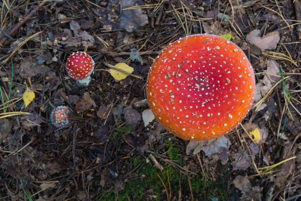 Toadstoal venenoso vermelho — Fotografia de Stock