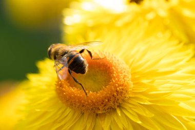 Güzel sarı Hasır Çiçek veya Sonsuz Çiçek, üzerinde bal arısı olan Xerochrysum braketatum