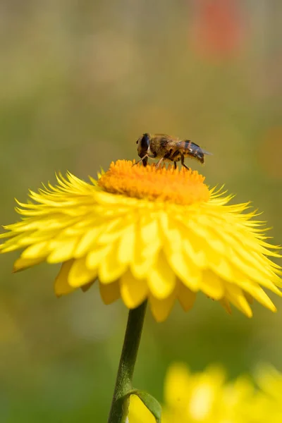 美丽的黄色稻草花或长生不老的花 花冠上有蜜蜂 — 图库照片