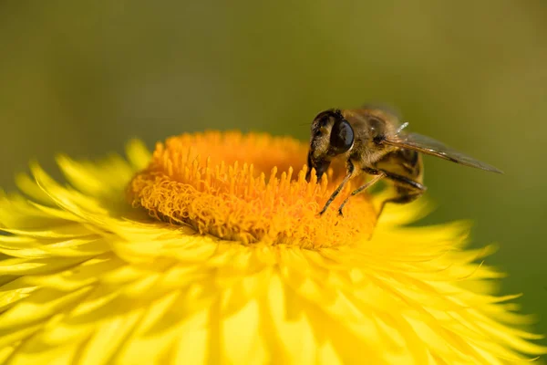 美丽的黄色稻草花或长生不老的花 花冠上有蜜蜂 — 图库照片
