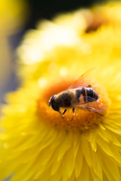 美しい黄色の麦藁の花や永遠の花 それに蜂蜜の蜂とクソクリュームBracteatum — ストック写真