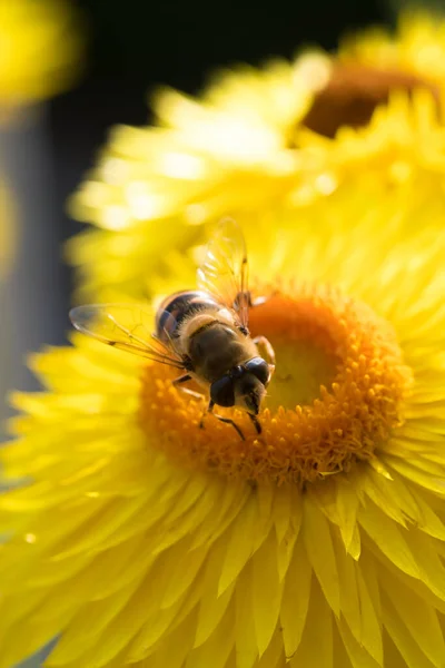 Bellissimo Fiore Paglia Giallo Fiore Eterno Xerochrysum Bracteatum Con Ape — Foto Stock