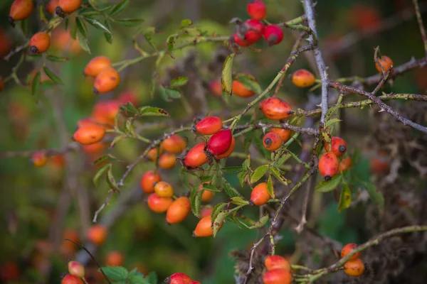 Bush Red Wild Rosehips Cynorhodon — Stock Photo, Image