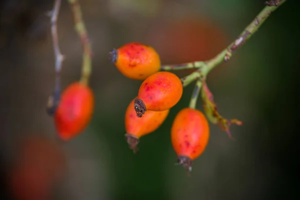Krzew Czerwonymi Dzikimi Różami Cynorhodon — Zdjęcie stockowe