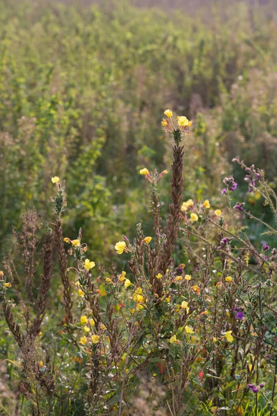 Цветущие Цветы Энотеры Некоторых Голландских Поймах — стоковое фото