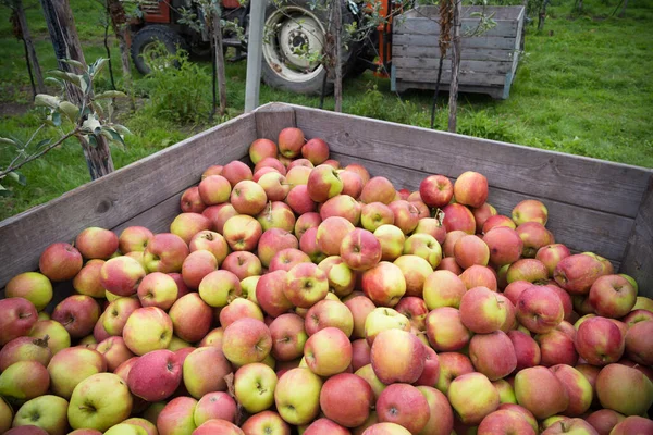 Manzanas Elstar Maduras Cajas Grandes Durante Cosecha Huerto — Foto de Stock