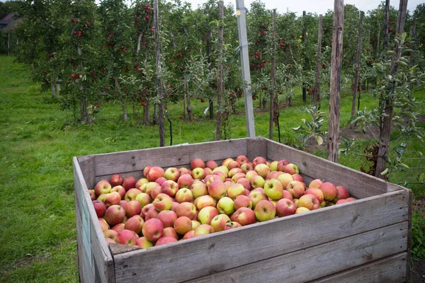 Mogna Elstjärneäpplen Stora Lådor Skördetiden Fruktträdgård — Stockfoto