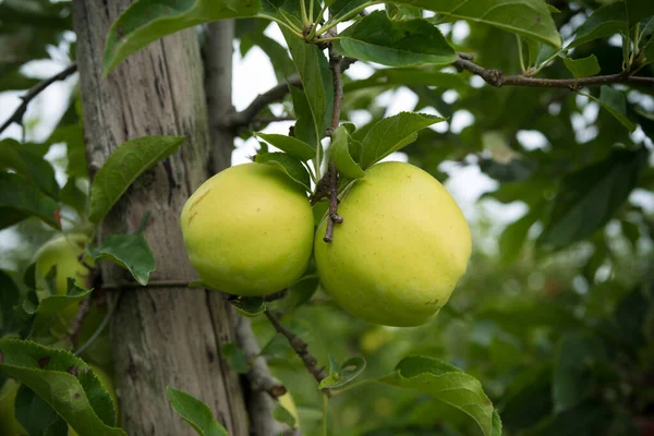 Para Zielonych Jabłek Drzewie — Zdjęcie stockowe
