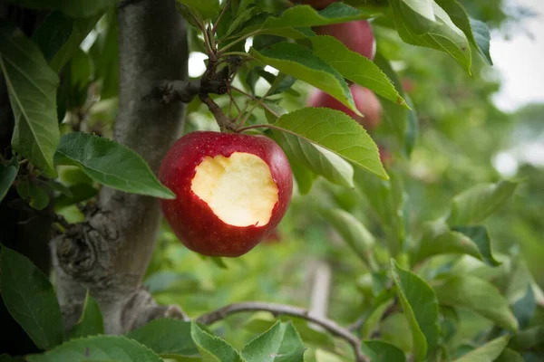 Biss Einen Apfel Der Noch Baum Hängt — Stockfoto