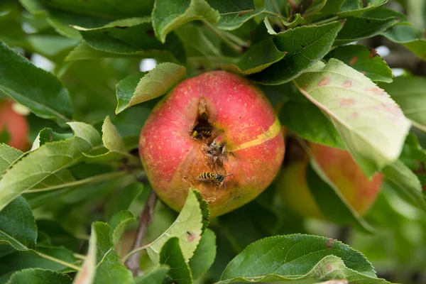 Honigbienen Ernähren Sich Von Einem Faulen Apfel — Stockfoto